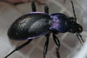 Thumbnail 433540 B
