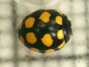 Thumbnail 433554 B