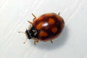 Thumbnail 433598 B