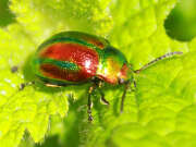 Thumbnail 433704 A