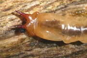 Thumbnail 433730 B