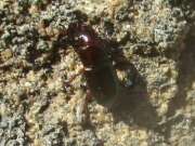 Thumbnail 433861 A
