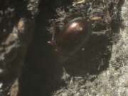 Thumbnail 433861 B