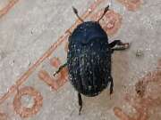 Thumbnail 433906 B