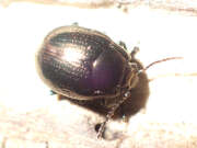 Thumbnail 433935 B