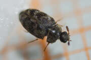 Thumbnail 433940 B