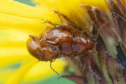 Thumbnail 433945 B