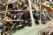 Thumbnail 434005 A