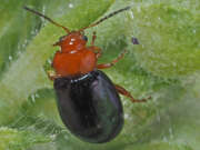 Thumbnail 434012 A