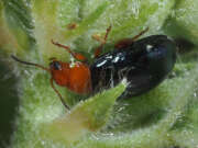Thumbnail 434012 B