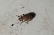 Thumbnail 434018 B