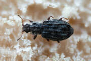 Thumbnail 434024 A