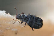 Thumbnail 434024 C