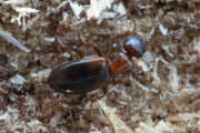 Thumbnail 434026 A