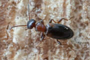 Thumbnail 434026 B