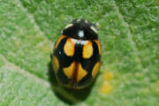 Thumbnail 434027 A