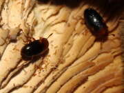 Thumbnail 434052 B