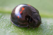 Thumbnail 434054 A
