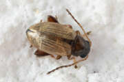 Thumbnail 434055 A