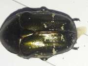 Thumbnail 434059 A