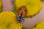 Thumbnail 434065 A