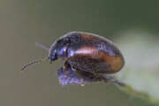 Thumbnail 434066 A