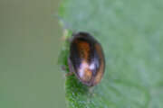 Thumbnail 434066 B