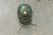 Thumbnail 434096 B