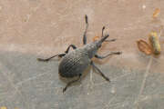 Thumbnail 434097 A