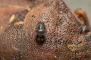 Thumbnail 434103 A
