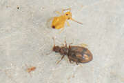 Thumbnail 434108 B