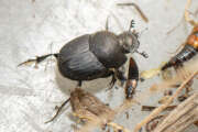 Thumbnail 434111 B