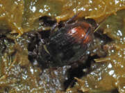 Thumbnail 434122 A