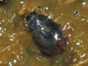 Thumbnail 434122 B