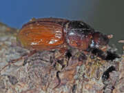 Thumbnail 434123 B