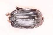 Thumbnail 434169 A