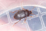 Thumbnail 434172 B