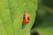 Thumbnail 434179 B