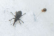 Thumbnail 434404 B