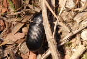 Thumbnail 434504 B