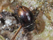 Thumbnail 434506 A