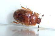 Thumbnail 434514 B