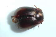 Thumbnail 434541 A