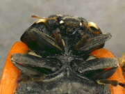 Thumbnail 434858 B