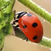Thumbnail 434876 B