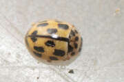 Thumbnail 434896 A
