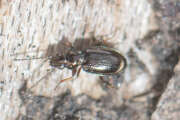 Thumbnail 434902 B