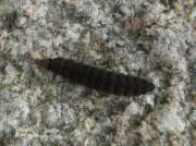Thumbnail 434908 B