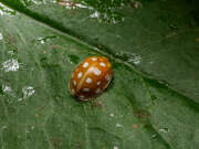 Thumbnail 434931 A