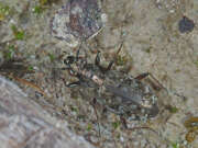 Thumbnail 435014 A